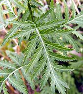 Blatt (klicken zum Vergrößern) Blatt (klicken zum Vergrößern)
