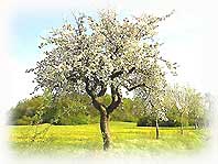 Apfelbaum am Langenbacher Haagküppel