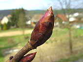 Knospe (klicken zum Vergrern)