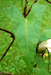 Blatt (klicken zum Vergrern)