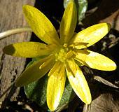 Blüte (klicken zum Vergrößern) Blüte (klicken zum Vergrößern)