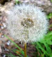 Samen, Pusteblume (klicken zum Vergrern)