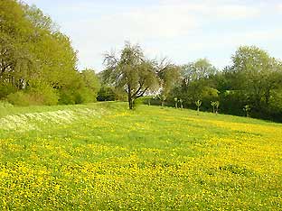 Frhlingserwachen am Haagkppel