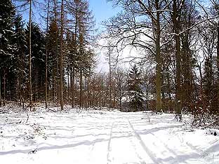 Langenbacher Winterwald