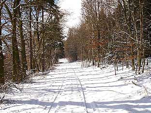 Langenbacher Winterwald