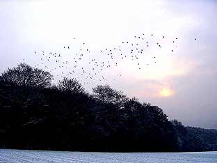 Zugvgel am Steinchen